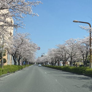 イライラを桜で〜