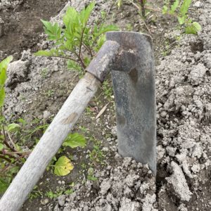 バイオリンを奏でるのは100年先