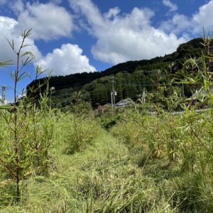 草刈りをしました。というブログです。