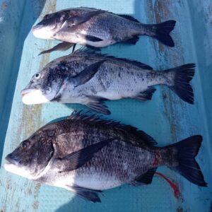 ？　なぜ　わからん