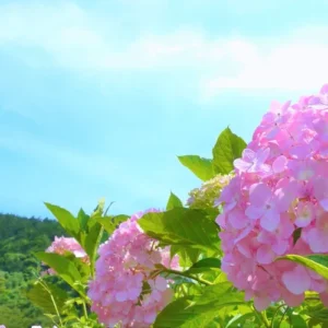はしり