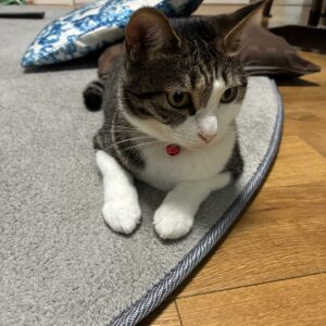 リフレッシュ
