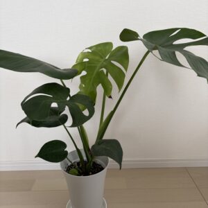 相棒